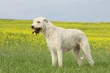 IRISH WOLFHOUND 024